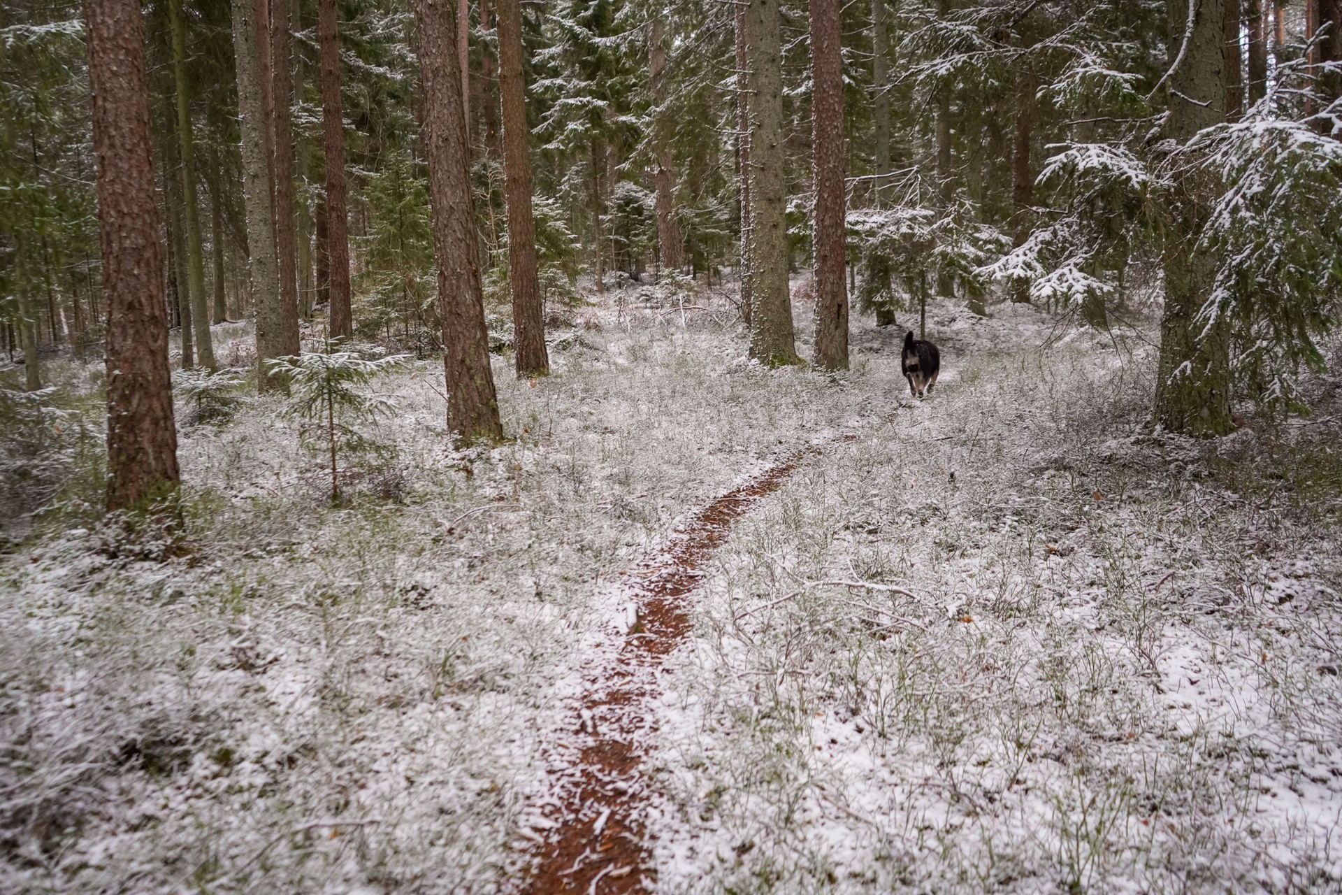 Small brown path leading though snowy pine fores