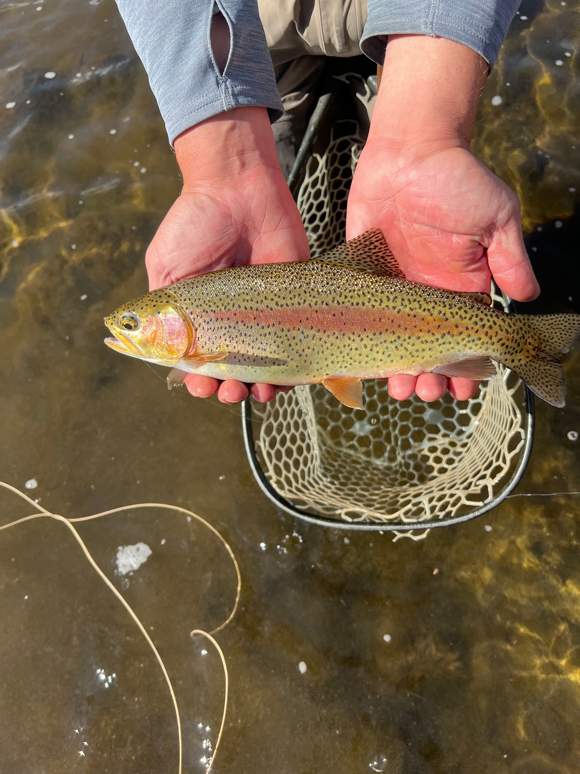 Trout in Hand