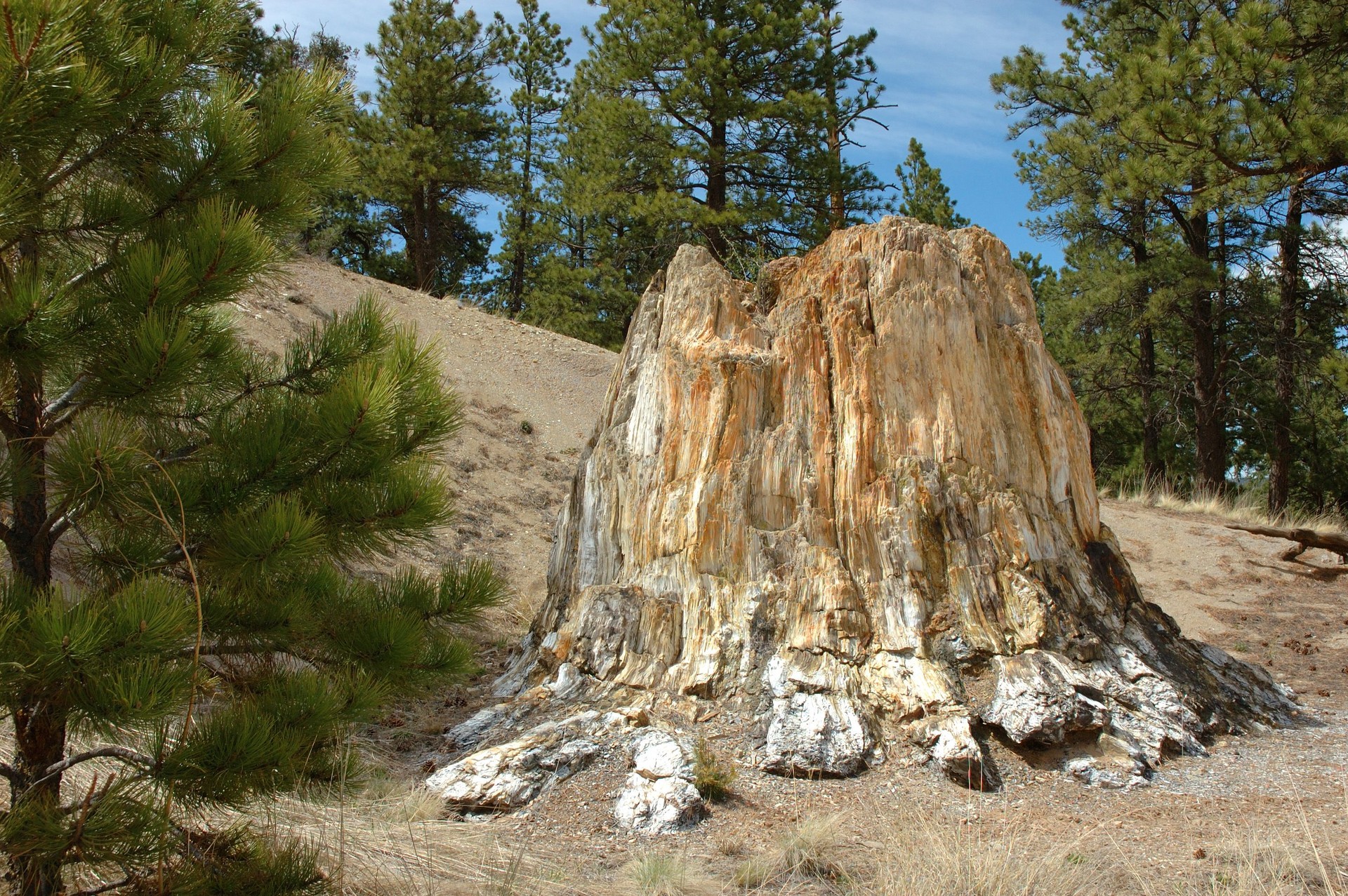 Fossilized Tree Stump, Colorado