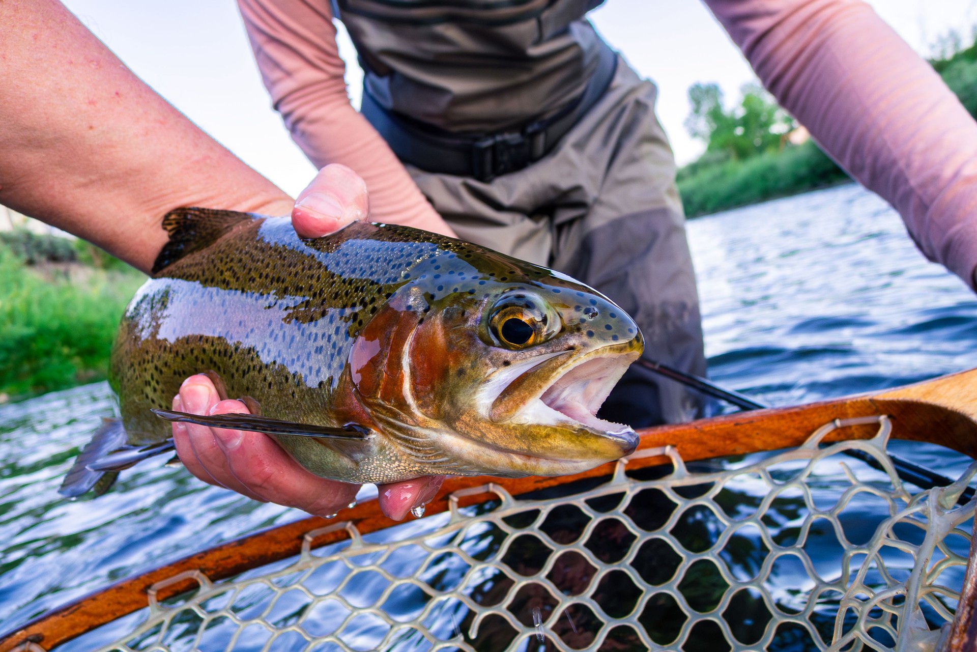 Holding a Rainbow Trout Fly Fishing